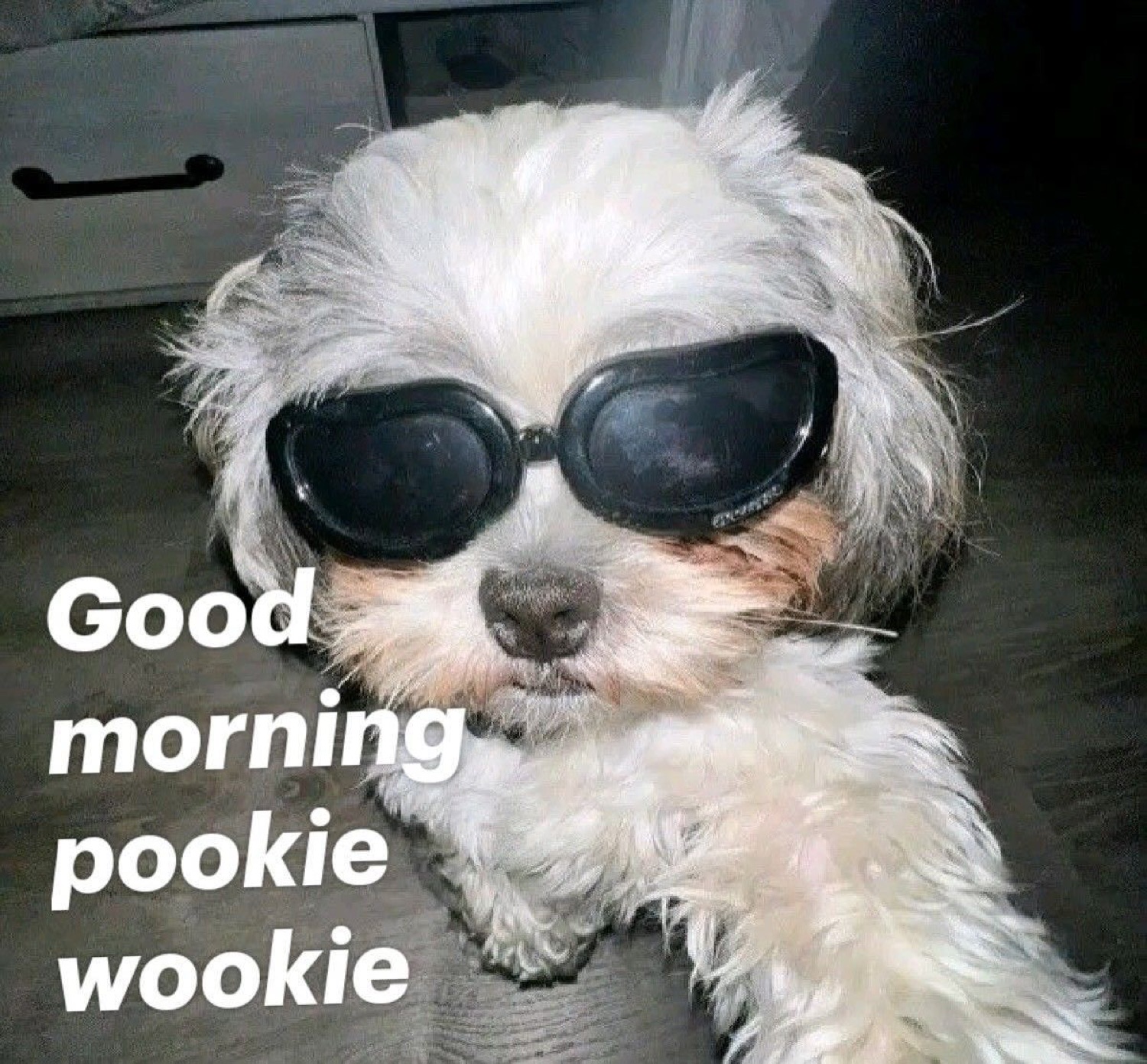 Fluffy dog in sunglasses: 'Good morning pookie wookie'