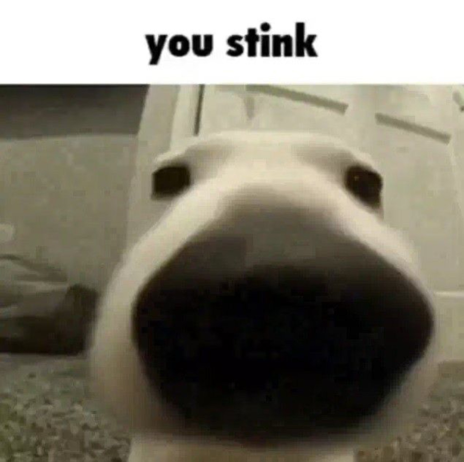 Dog's nose filling the camera: 'you stink'