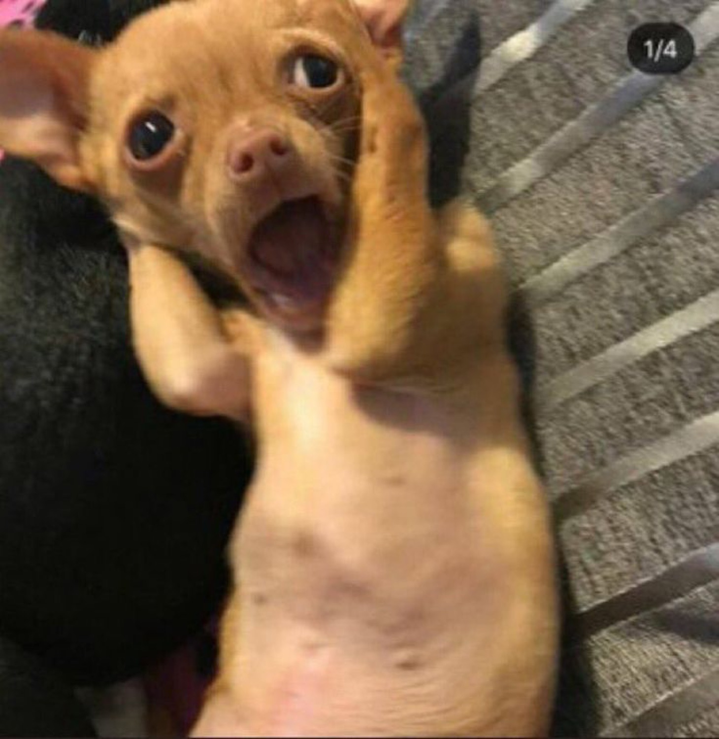 Tiny Chihuahua puppy on its back with mouth wide open in full existential crisis mode