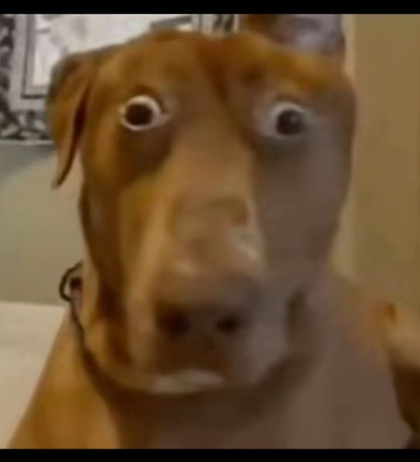 Brown dog with bulging wide eyes frozen in total shock