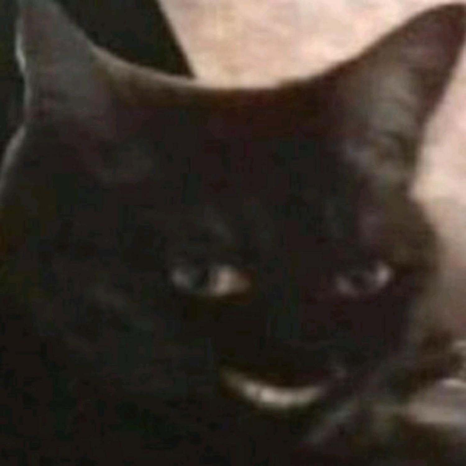 Black cat with a creepy wide grin in close-up