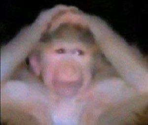 Blurry monkey holding its head with mouth agape in wide-eyed distress