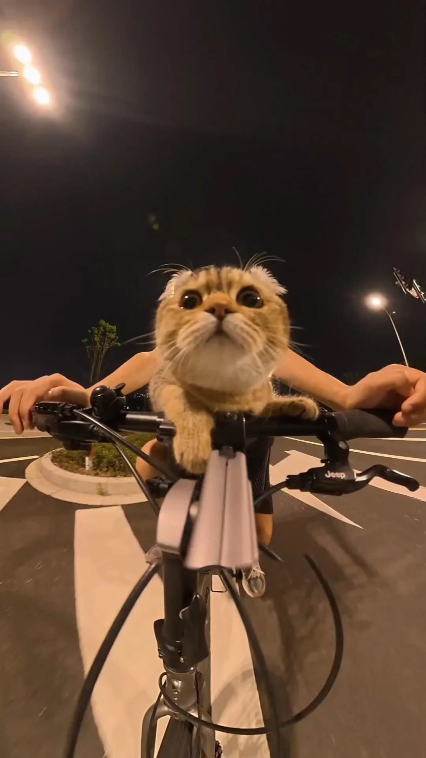 Cat sitting on the handlebars of a bike at night