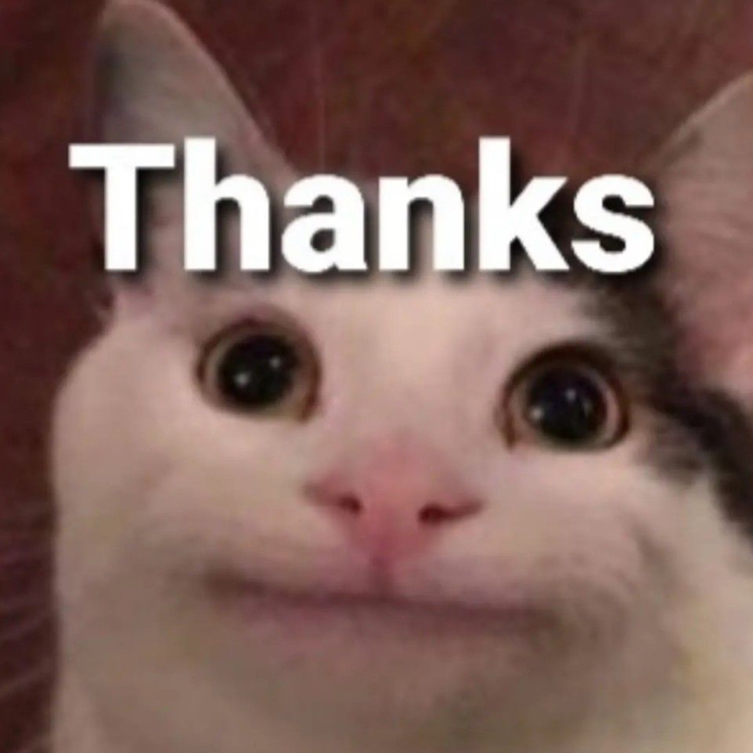 Smiling beluga cat: 'Thanks'