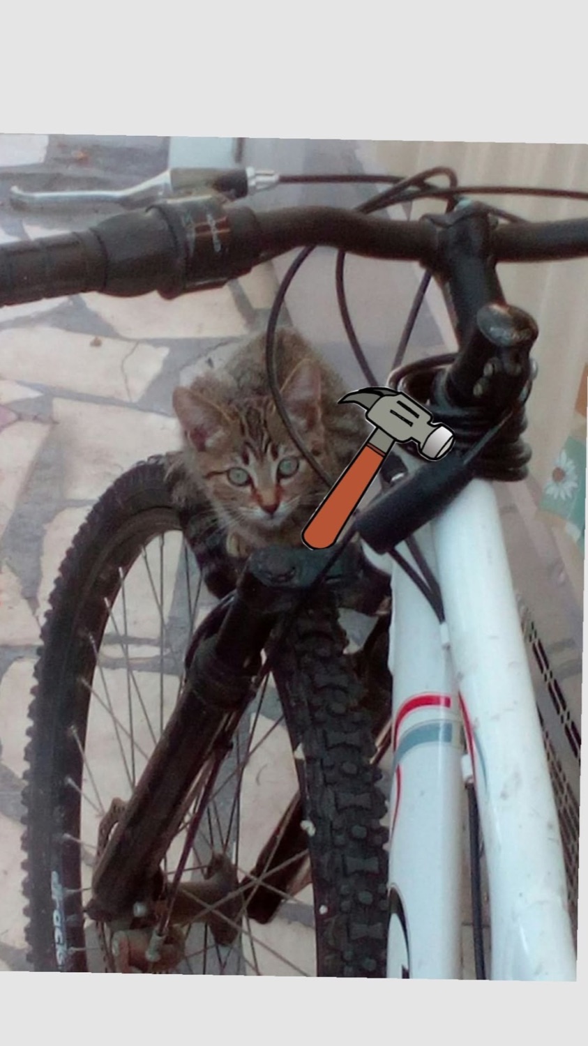 Cat stuck in the frame of a bicycle, peeking out