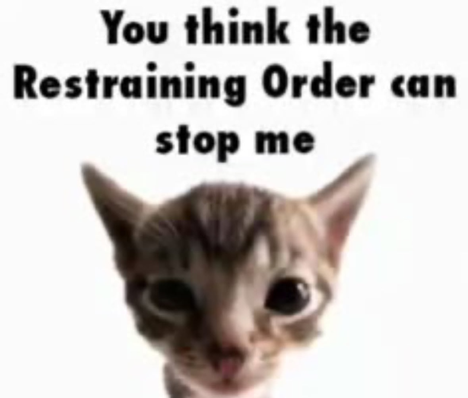 Wide-eyed kitten: 'You think the Restraining Order can stop me'