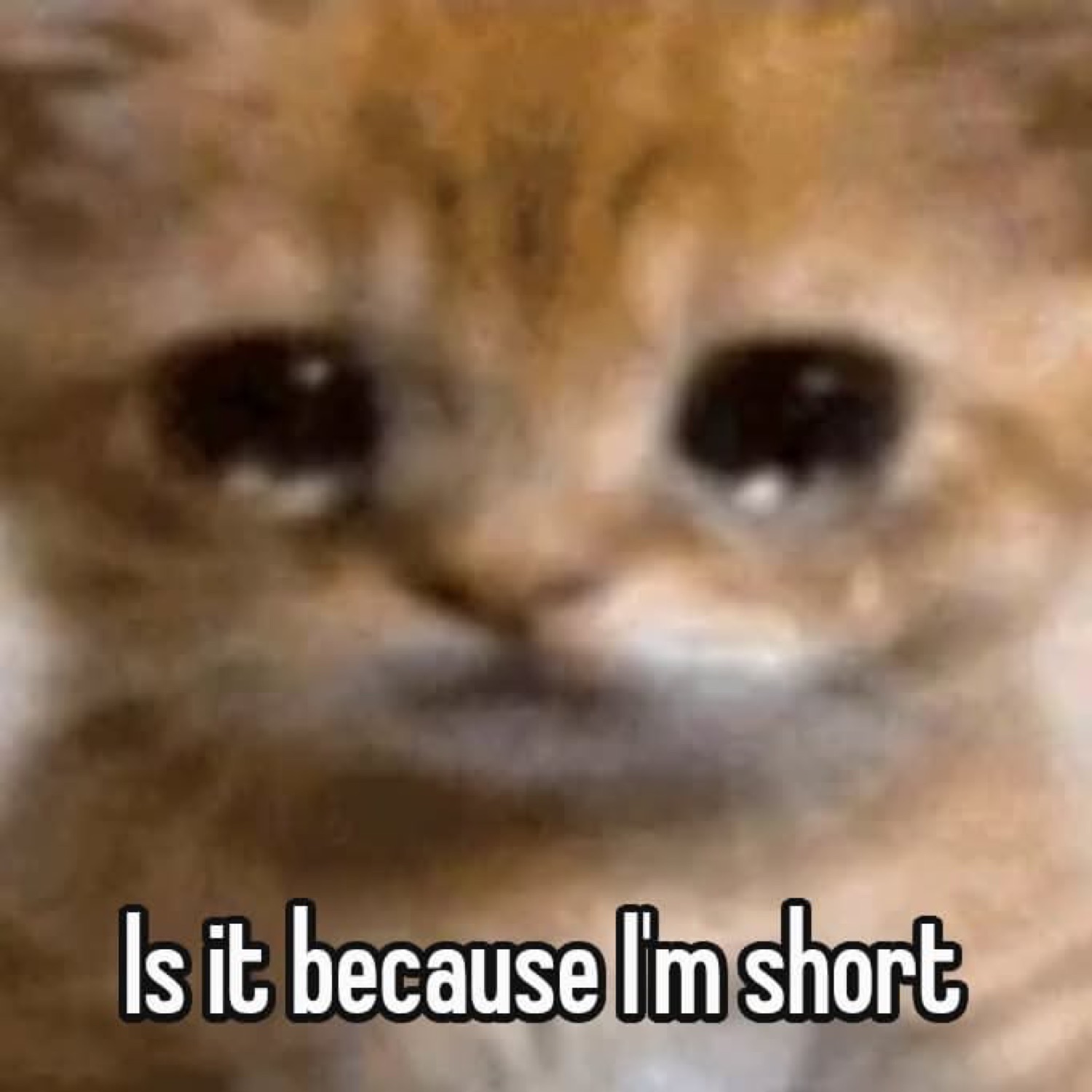 Teary-eyed kitten looking up sadly under the caption 'Is it because I'm short'