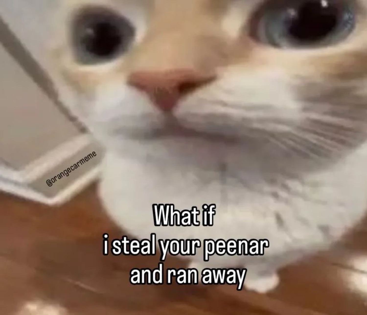White cat staring intensely at the camera with text threatening to steal your peenar and run