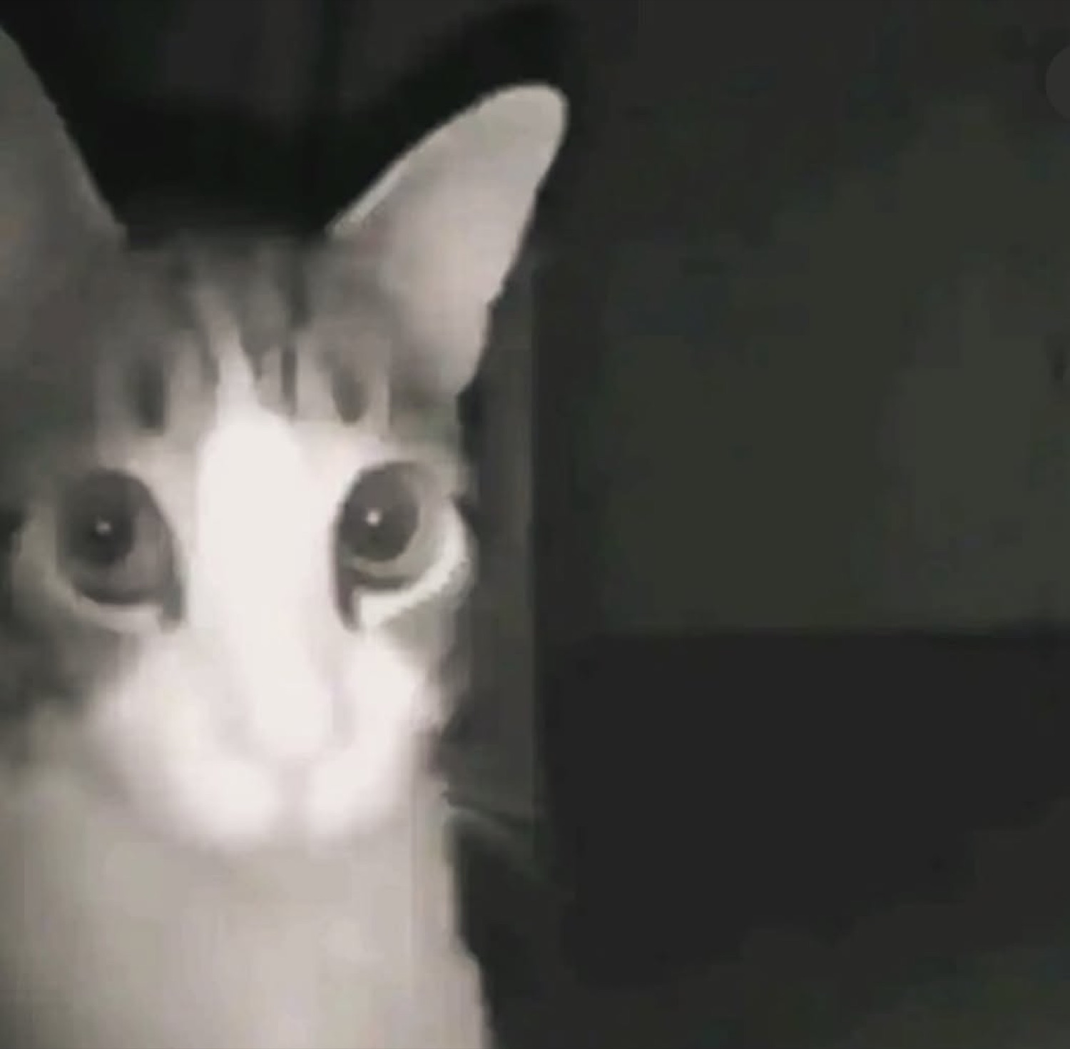 Grainy cat in a dark room staring wide-eyed at the camera like it saw something