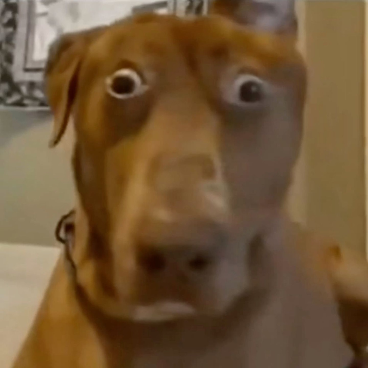 Wide-eyed brown dog frozen in a horrified, bug-eyed stare