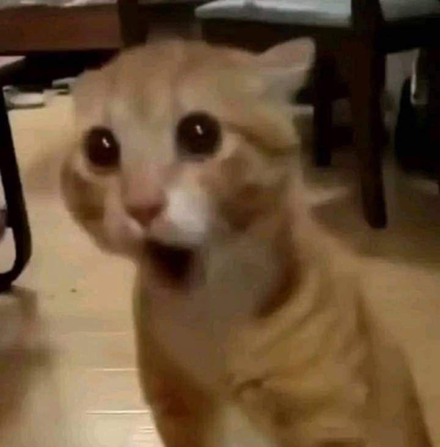 Orange cat with huge eyes and mouth open in pure startled shock
