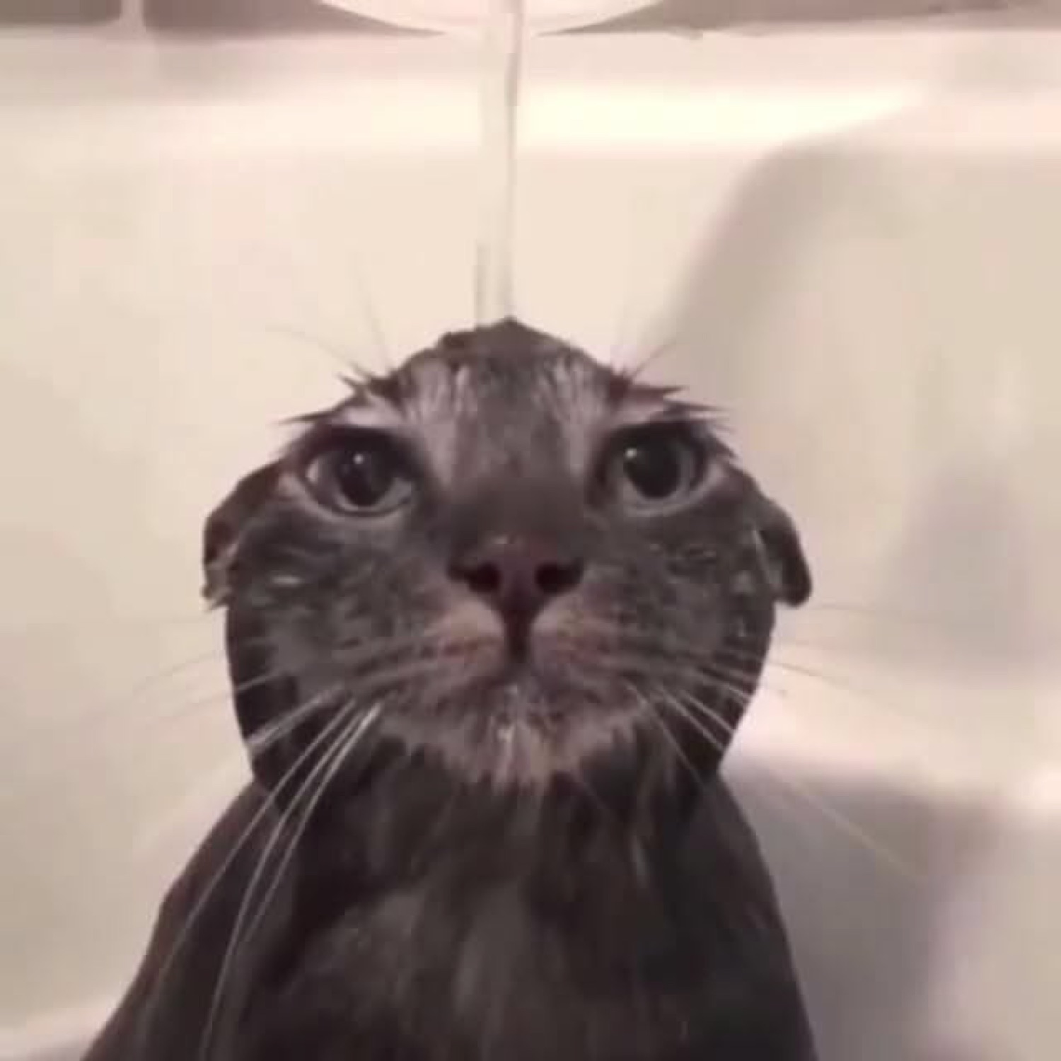 Soaking wet dark cat sitting in the bath with a dead-serious death glare