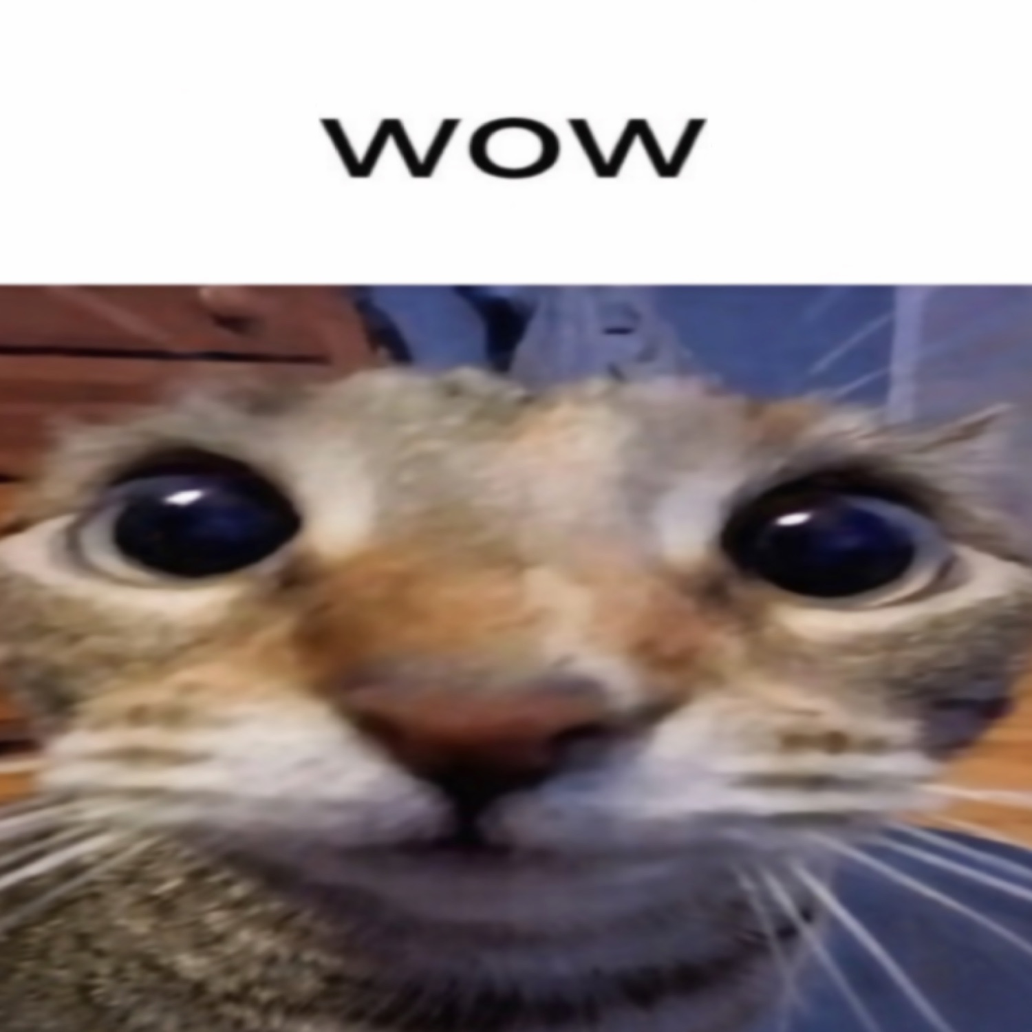 Extreme close-up of a wide-eyed cat's face captioned 'wow'