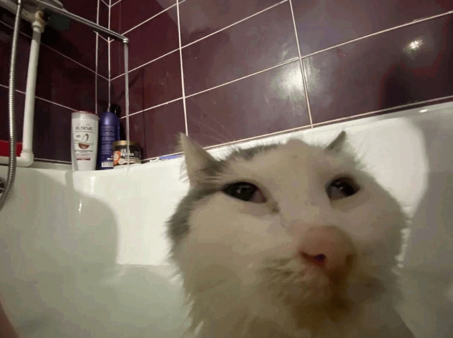 Wet white cat peering over the edge of the bathtub with wide, haunted eyes