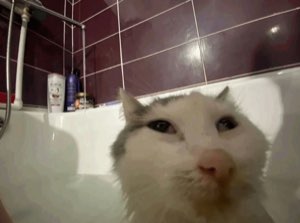 Wet white cat peering over the edge of the bathtub with wide, haunted eyes