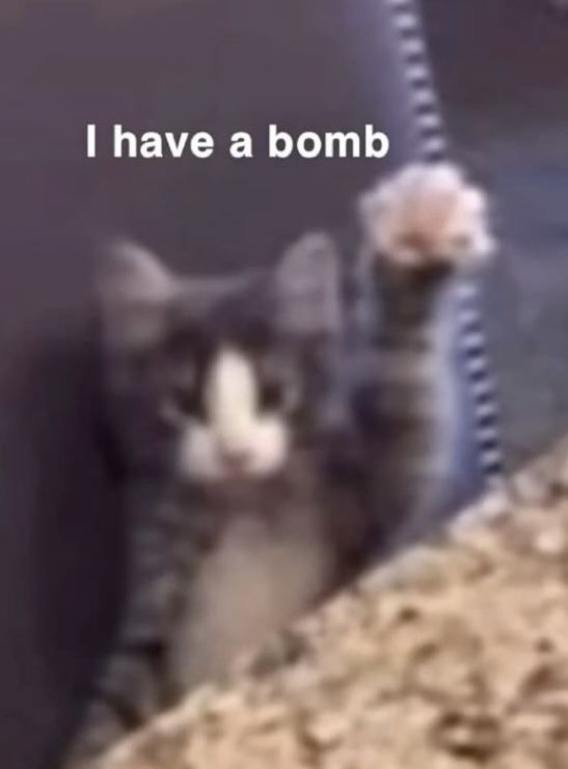 Kitten peeking around a wall raising a paw, captioned 'I have a bomb'