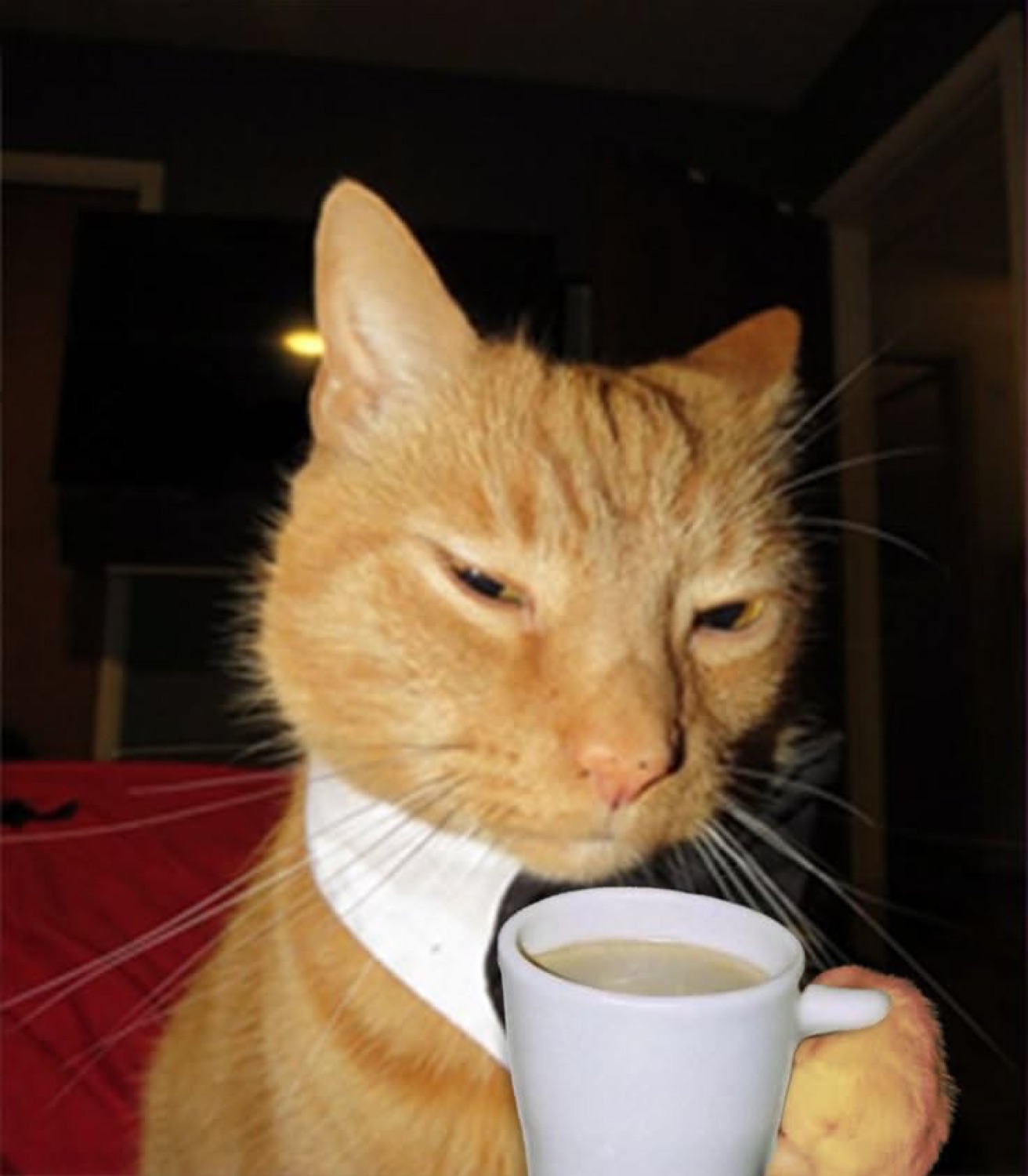 Orange cat in a tie holding a coffee mug with a tired, unbothered stare
