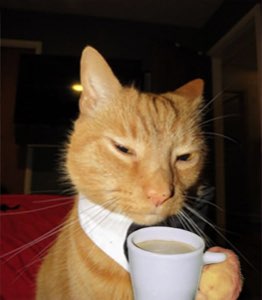 Orange cat in a tie holding a coffee mug with a tired, unbothered stare
