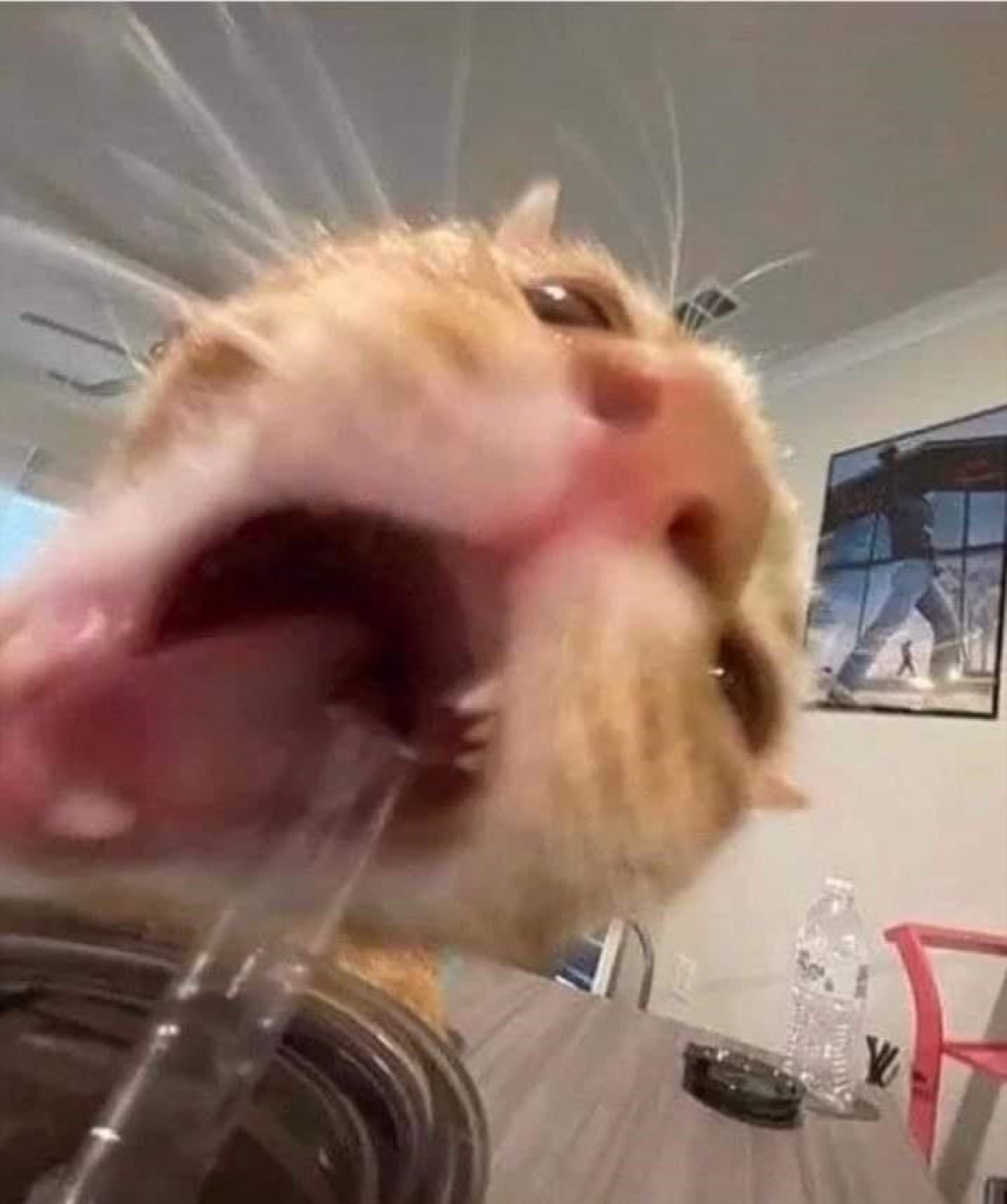 Orange cat pressing its wide-open screaming mouth against a glass surface from below