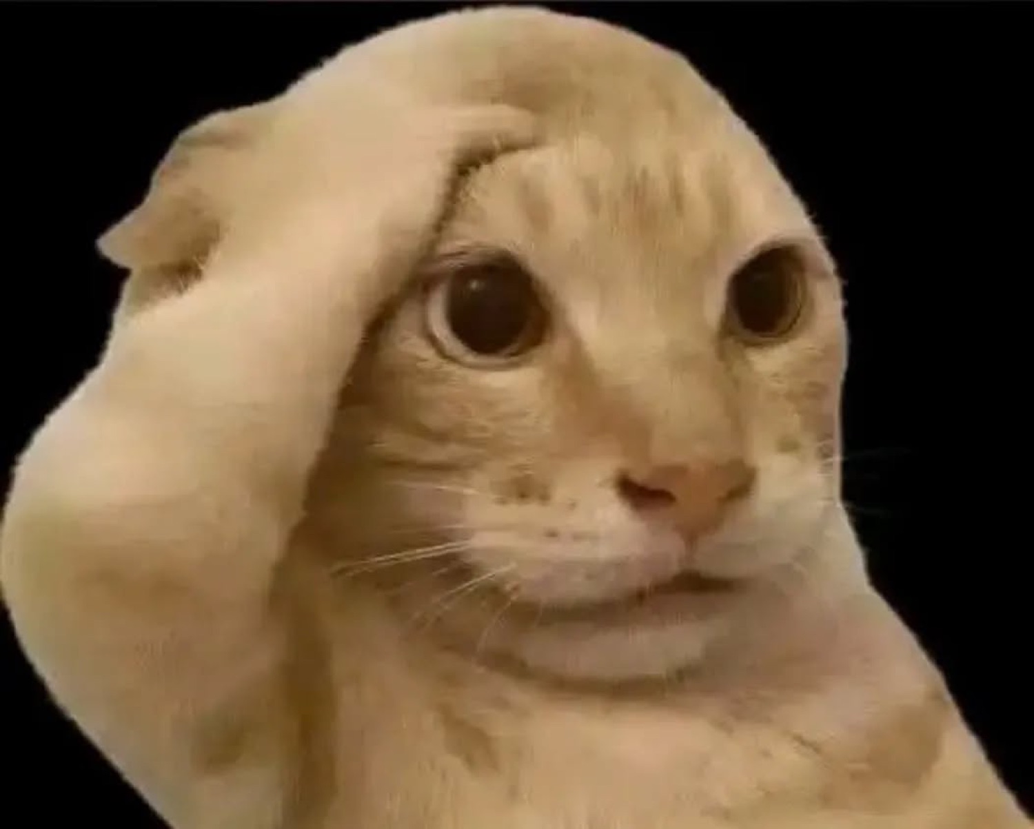 Cat with a paw pressed to its head, looking sheepish and unsure