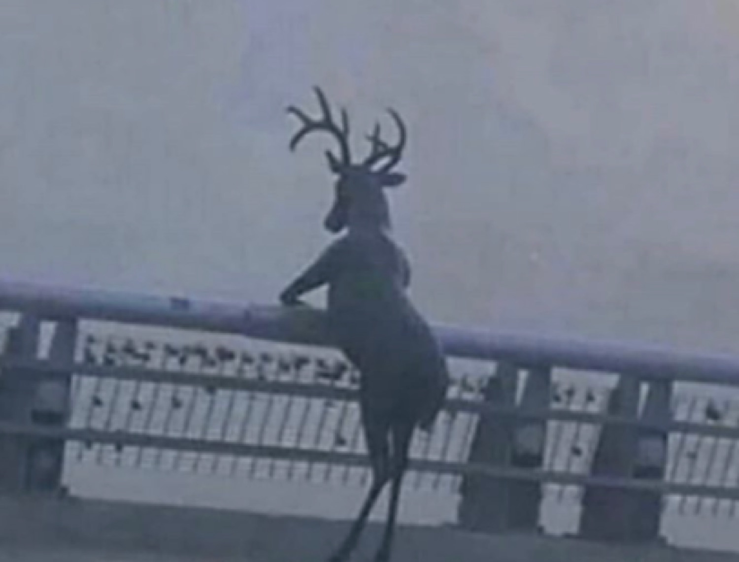 Deer standing upright with front hooves on a railing, peering into the distance like a person