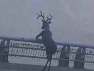 Deer standing upright with front hooves on a railing, peering into the distance like a person