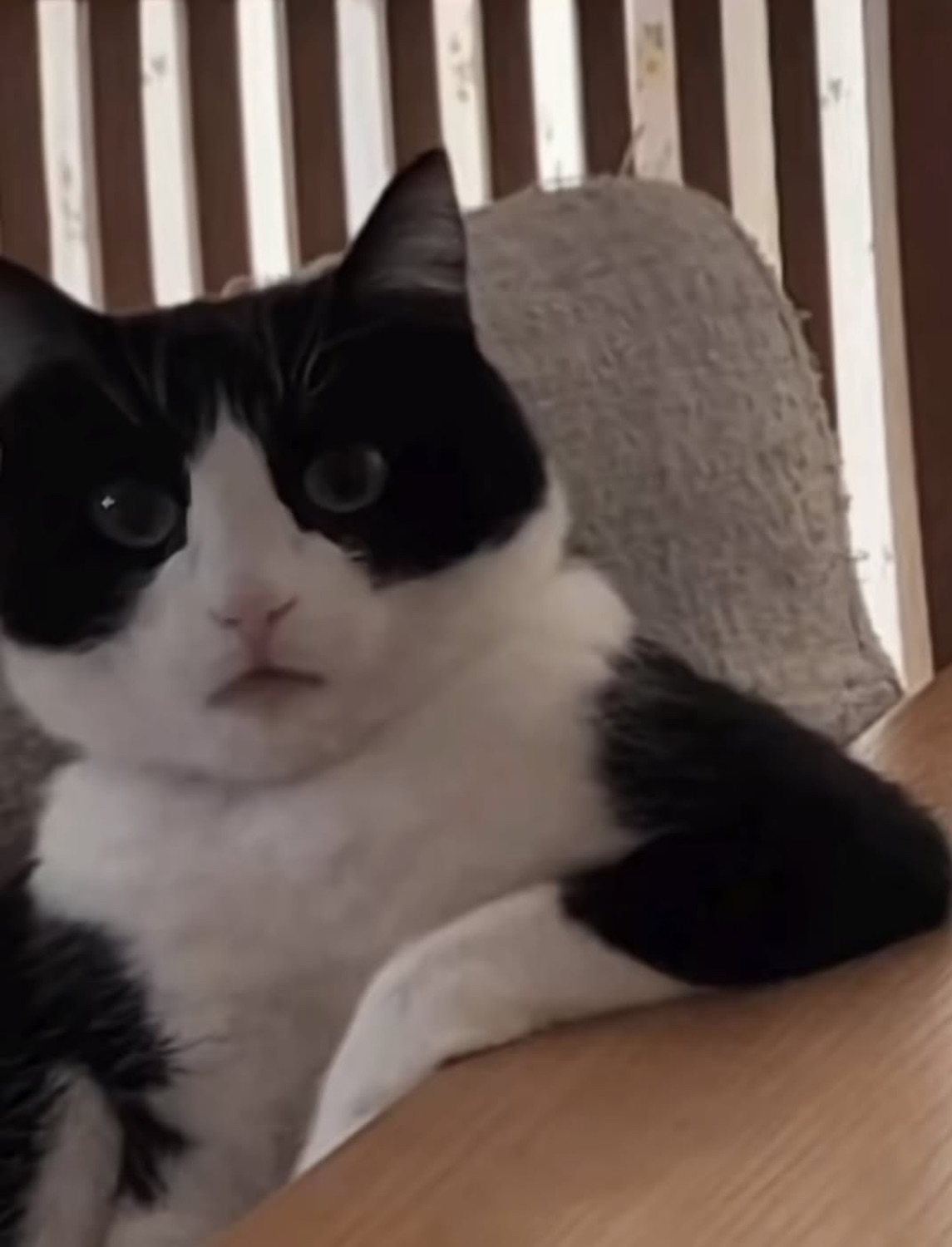 Tuxedo cat lounging against a cushion with a wide-eyed, deeply unimpressed stare