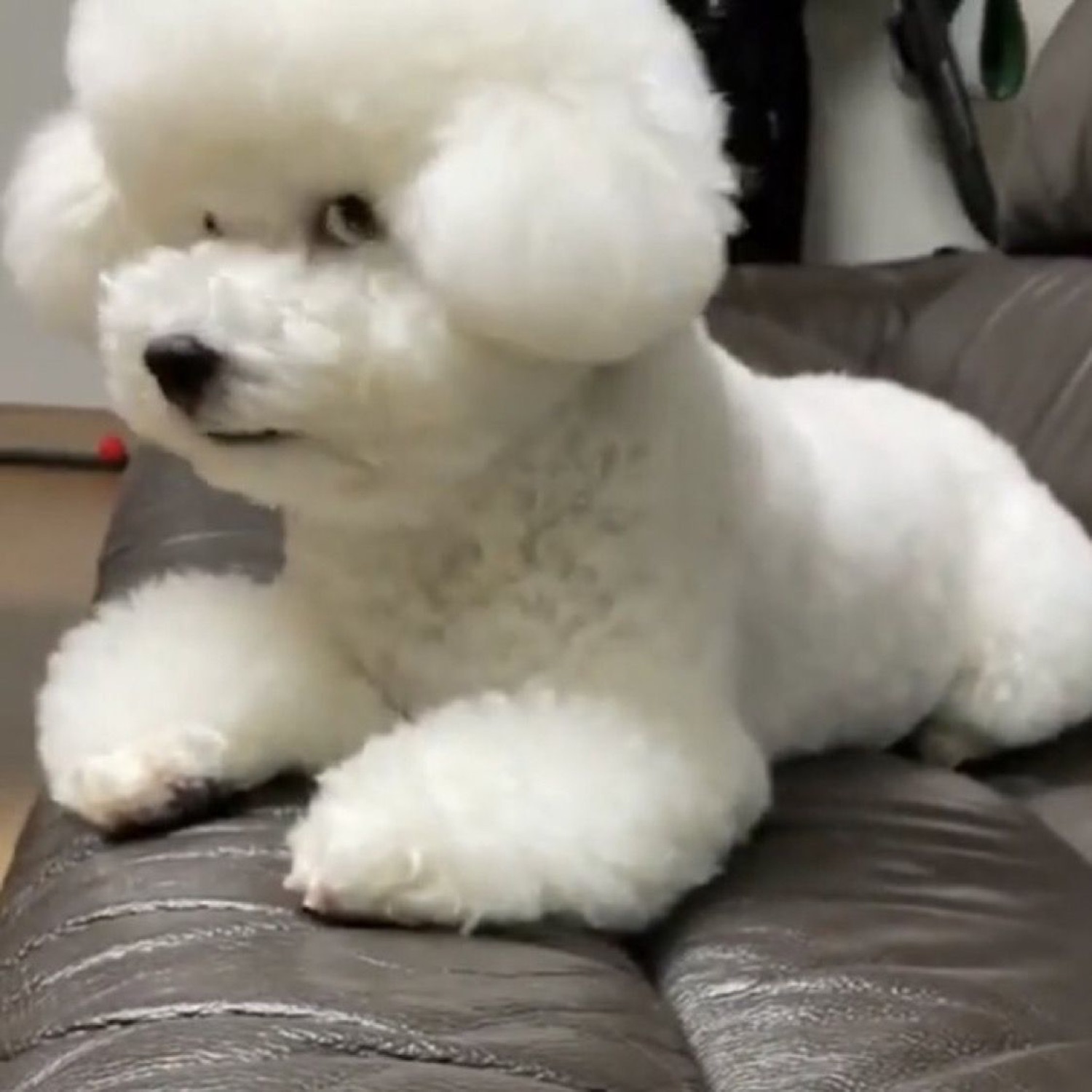 A fluffy white Bichon Frise lounging on a leather couch, calm and content