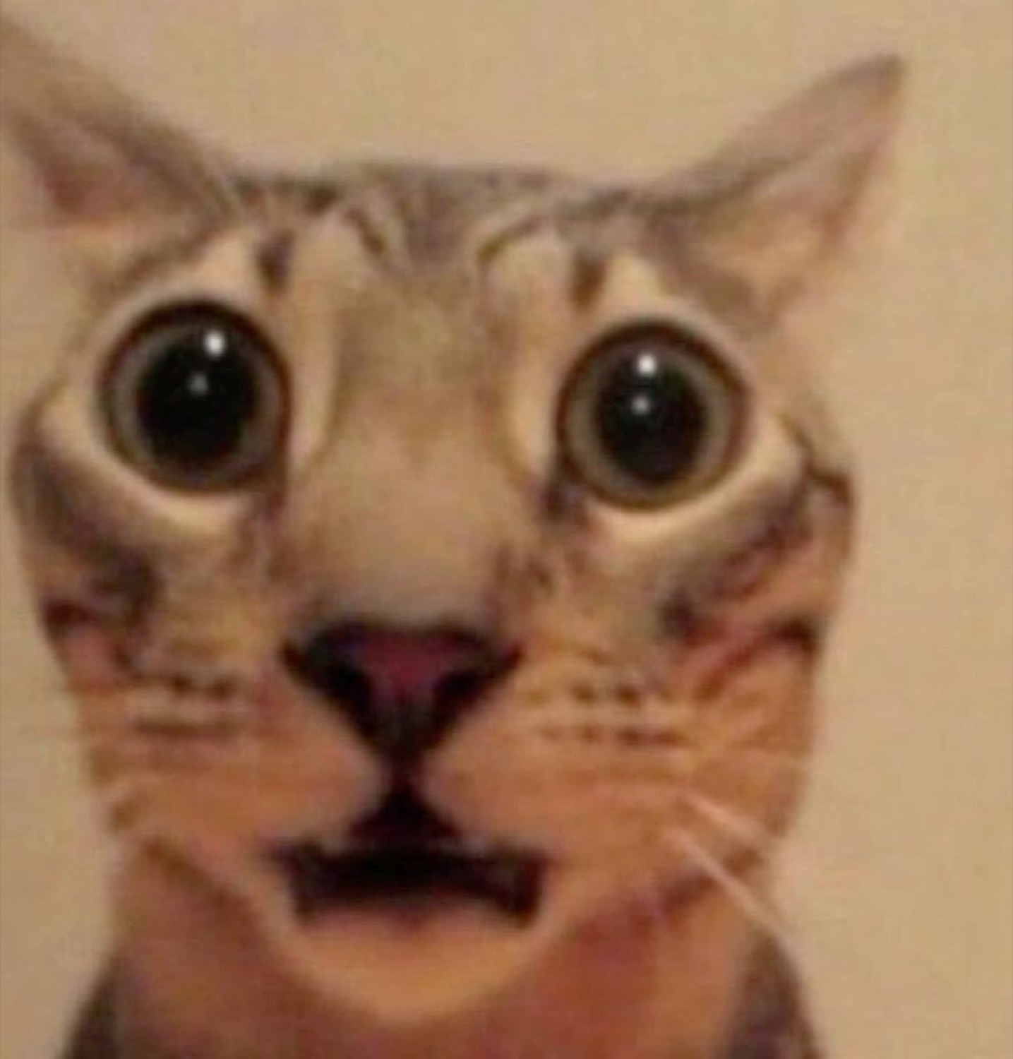 Tabby cat with enormous terrified eyes and a small open mouth