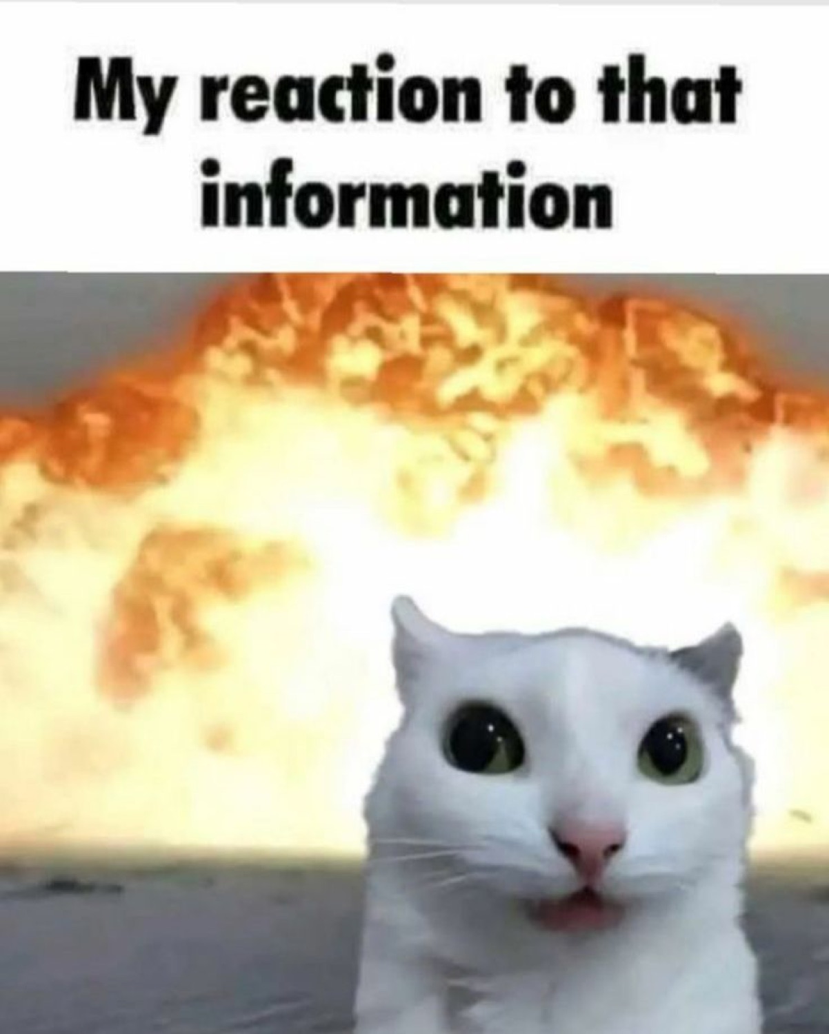Wide-eyed cat in front of a huge explosion captioned 'My reaction to that information'