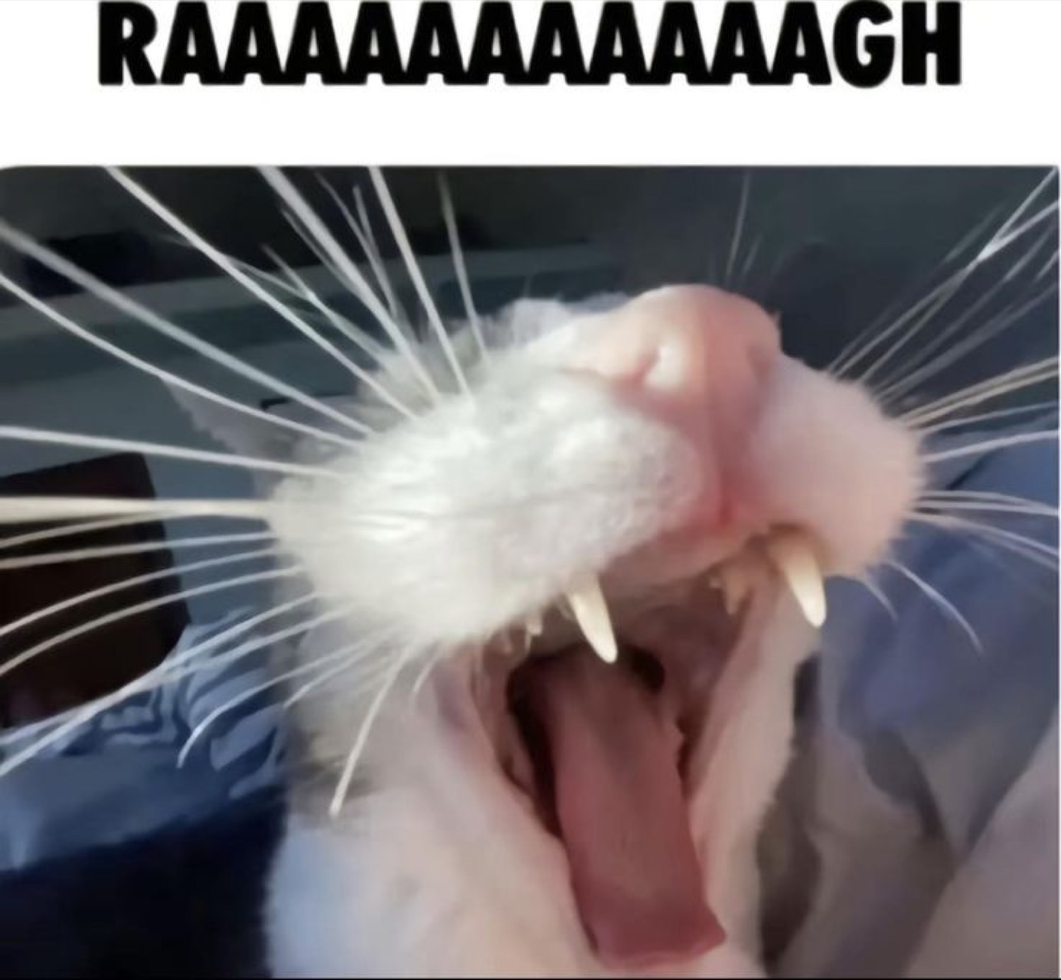 White cat mouth wide open showing fangs, captioned 'RAAAAAAAAAAAAGH' at full volume
