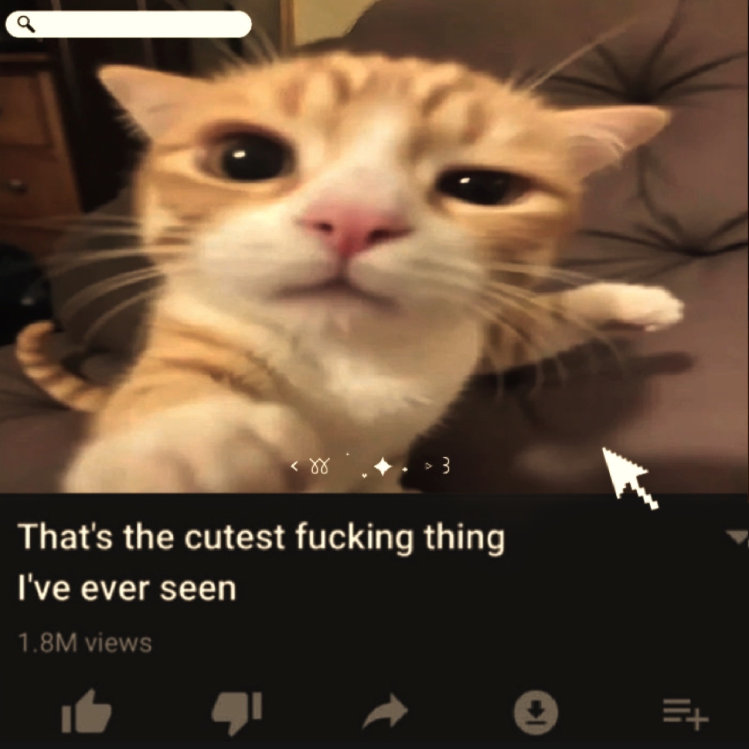 Orange tabby cat staring straight into your soul with giant pupils, rated 1.8M views worth of cute