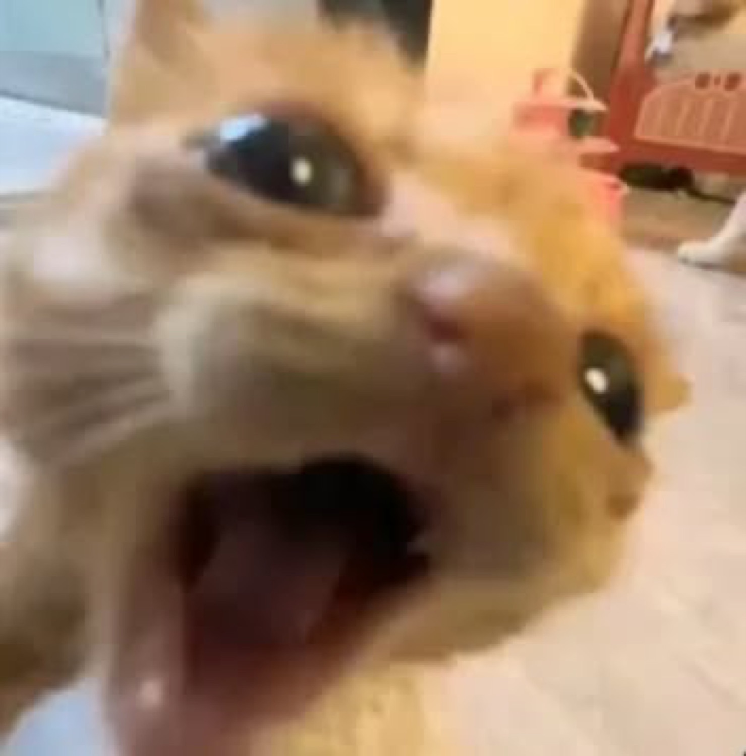 Blurry close-up orange cat mid-yowl with wide eyes and mouth open in shock