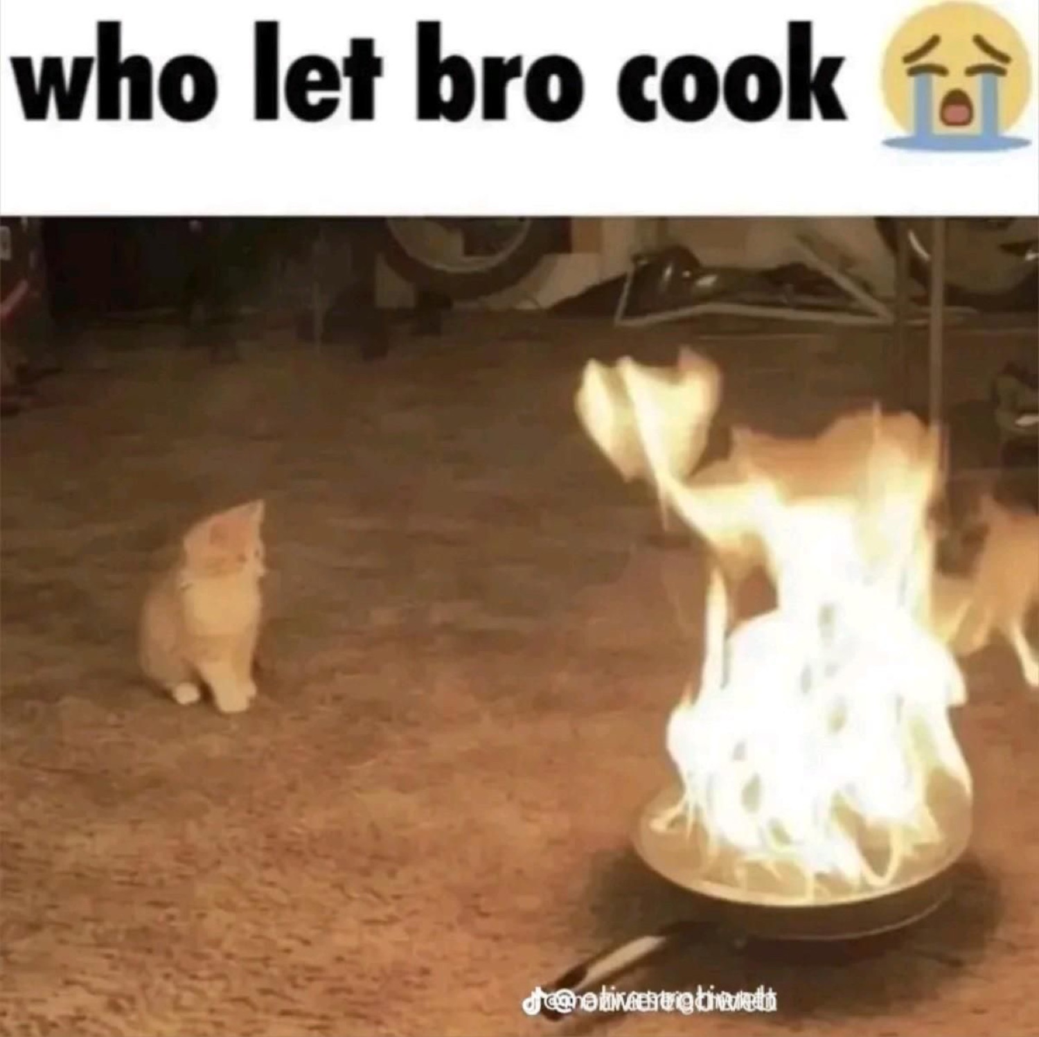 Small orange cat sitting calmly as a massive fire blazes in a pan right beside it, captioned 'who let bro cook'