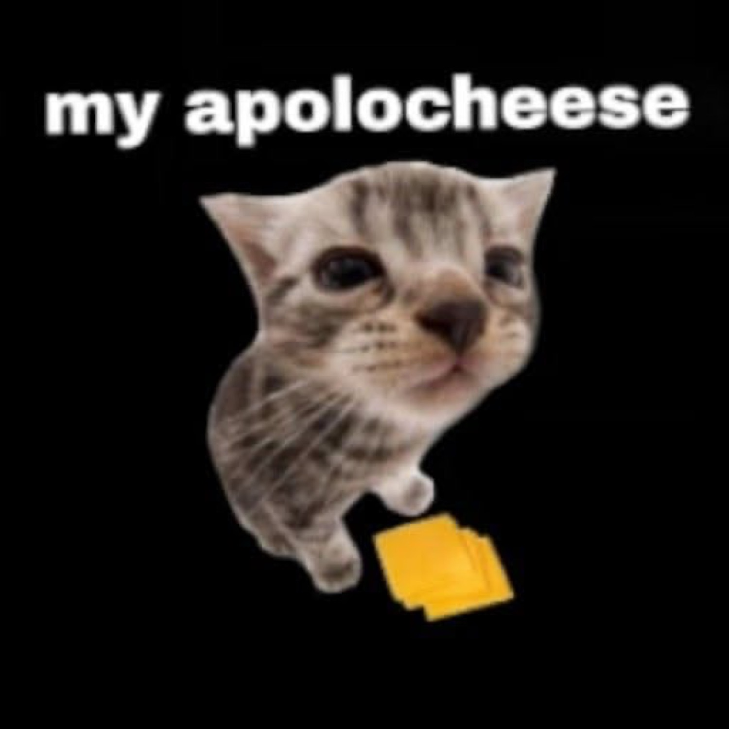 Kitten cutout dropping cheese slices captioned 'my apolocheese'