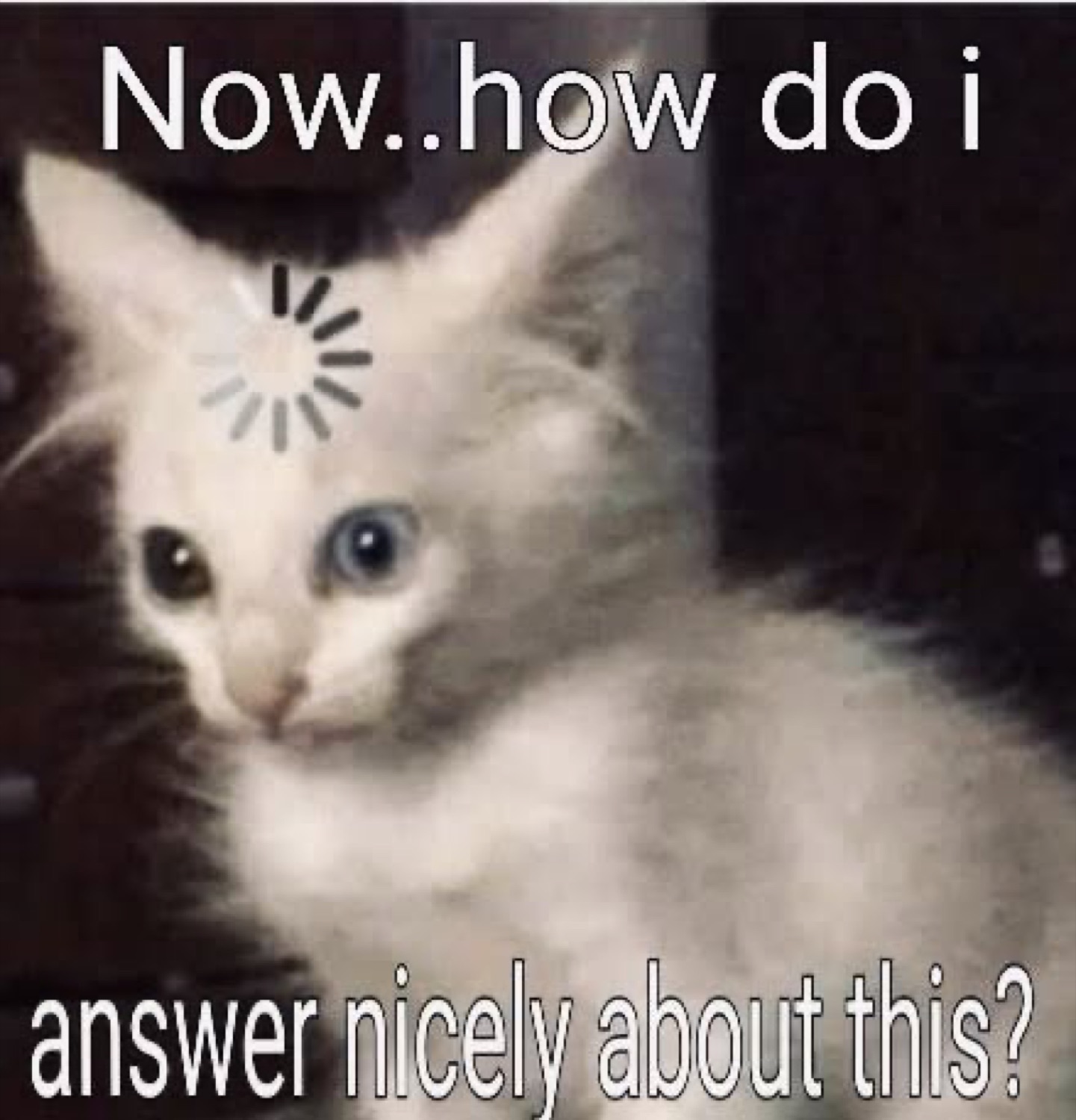 White kitten with a loading spinner on its forehead wondering how to answer nicely