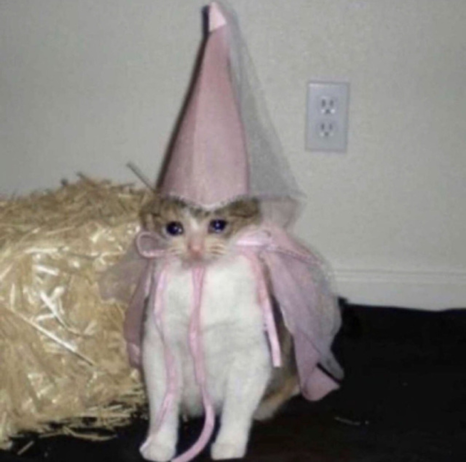 Tiny kitten dressed in a pink cone hat and gown standing awkwardly on the floor