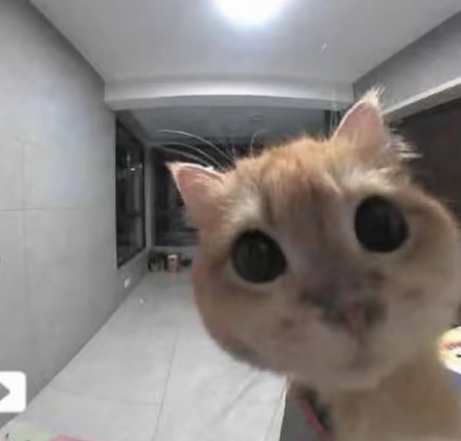 Orange cat leaning into the camera with big bug-eyes and a blank stare