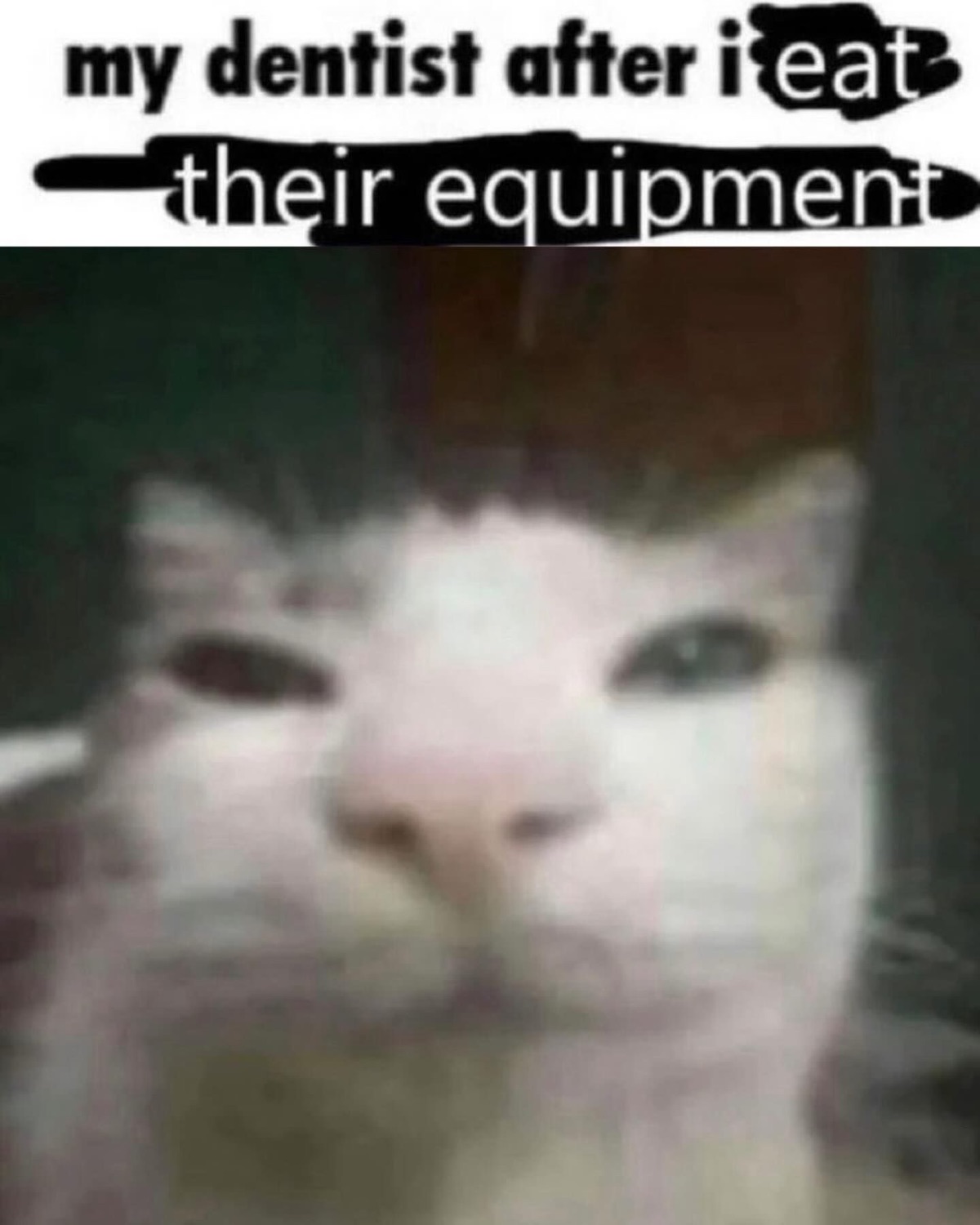 Blurry side-eyeing cat captioned 'my dentist after i eat their equipment'