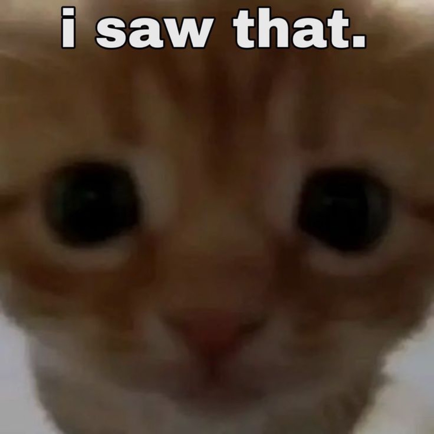 Orange kitten with huge dark eyes and the caption 'i saw that.' — caught you red-handed