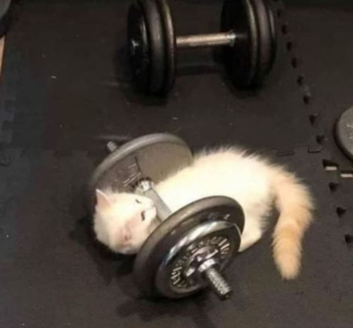 White kitten sprawled asleep across a heavy dumbbell at the gym