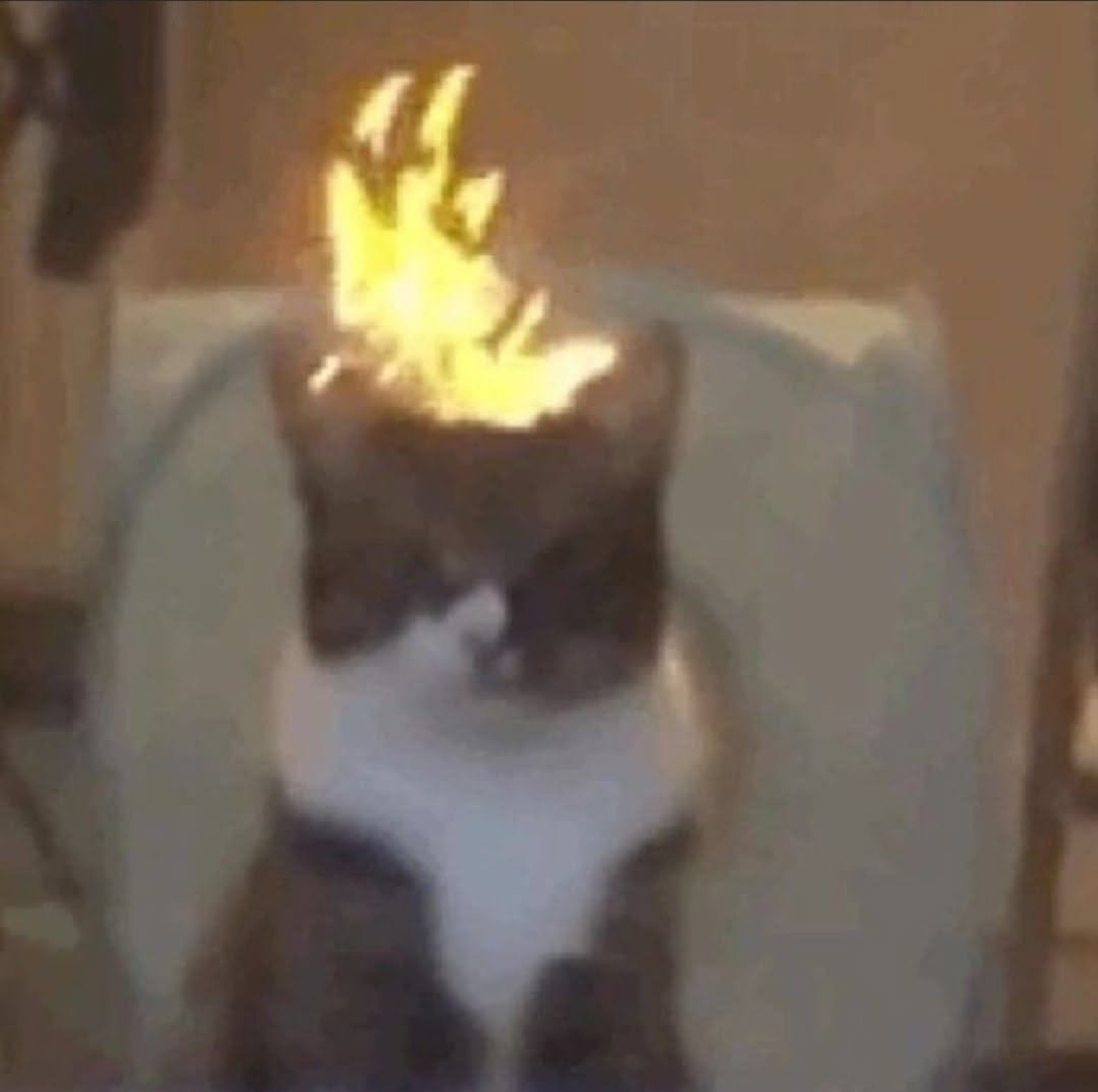 Cat sitting perfectly still with its head on fire and a totally deadpan face