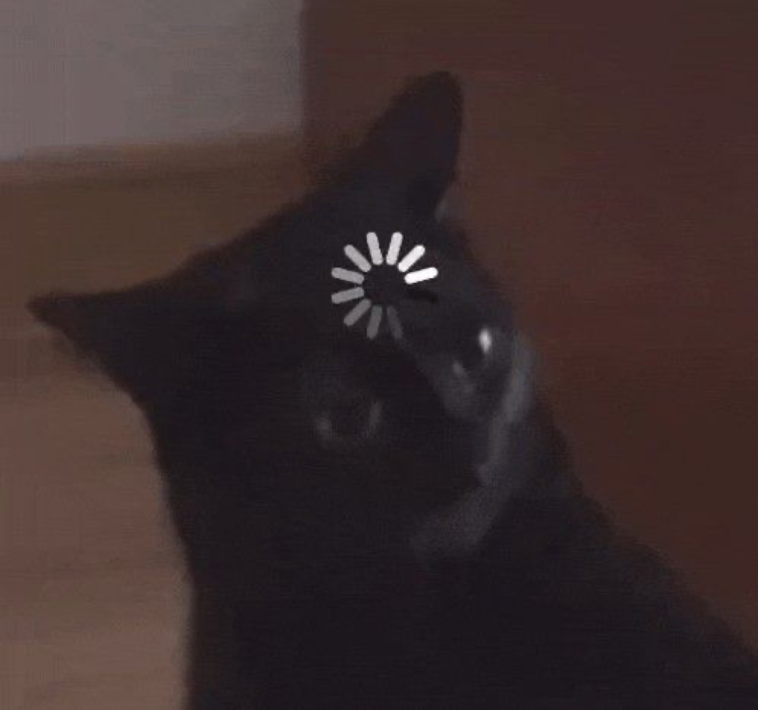 Black cat tilting its head with a spinning loading wheel over its face