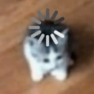 Blurry kitten with a loading spinner over its head, brain fully buffering