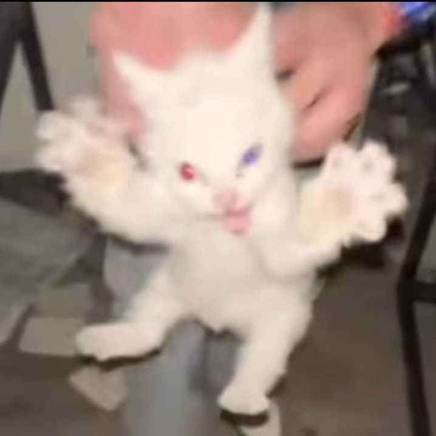 A white kitten held up with both paws out and a wild wide-eyed panicked look
