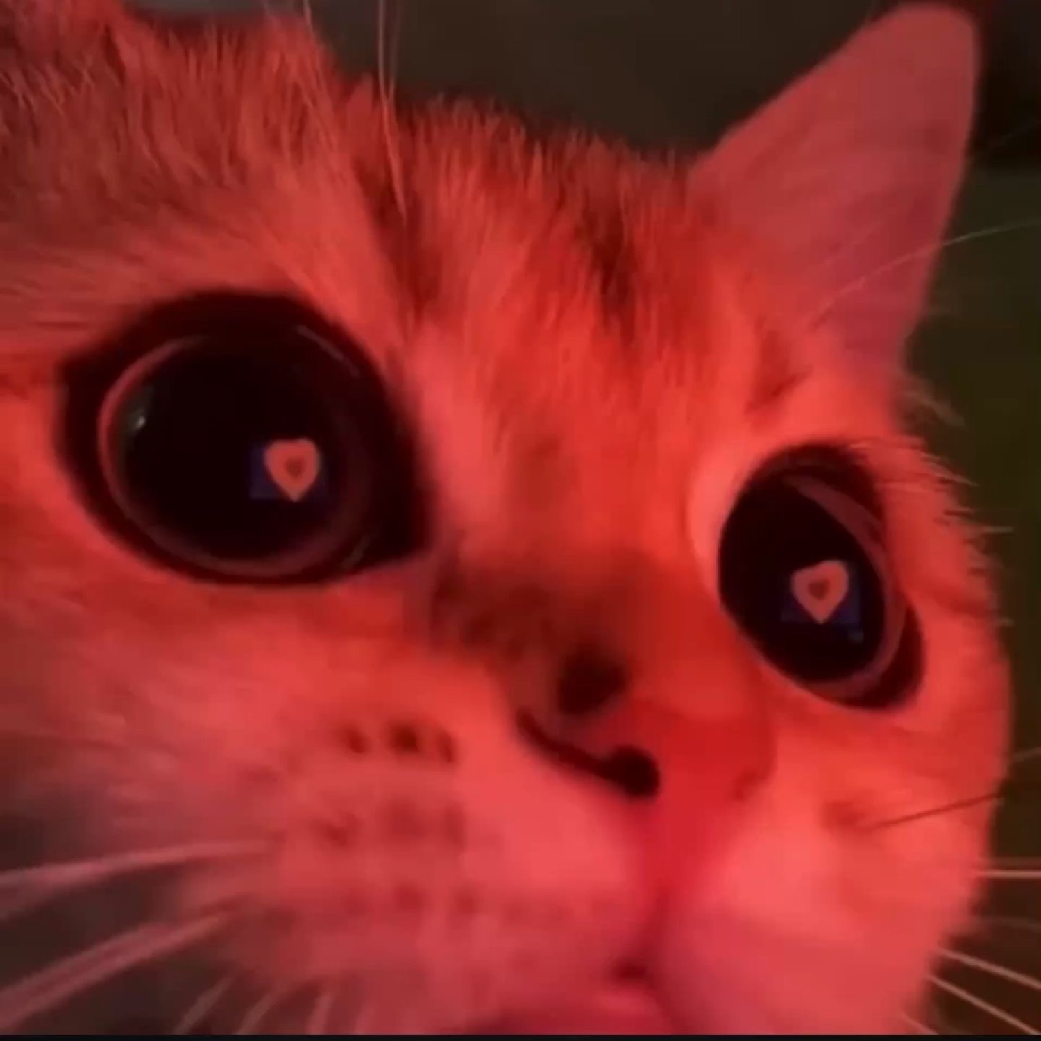 Red-lit close-up of a cat with big watery eyes reflecting little hearts