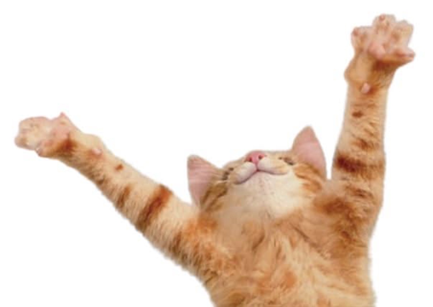 Orange tabby cat stretching both paws up in the air
