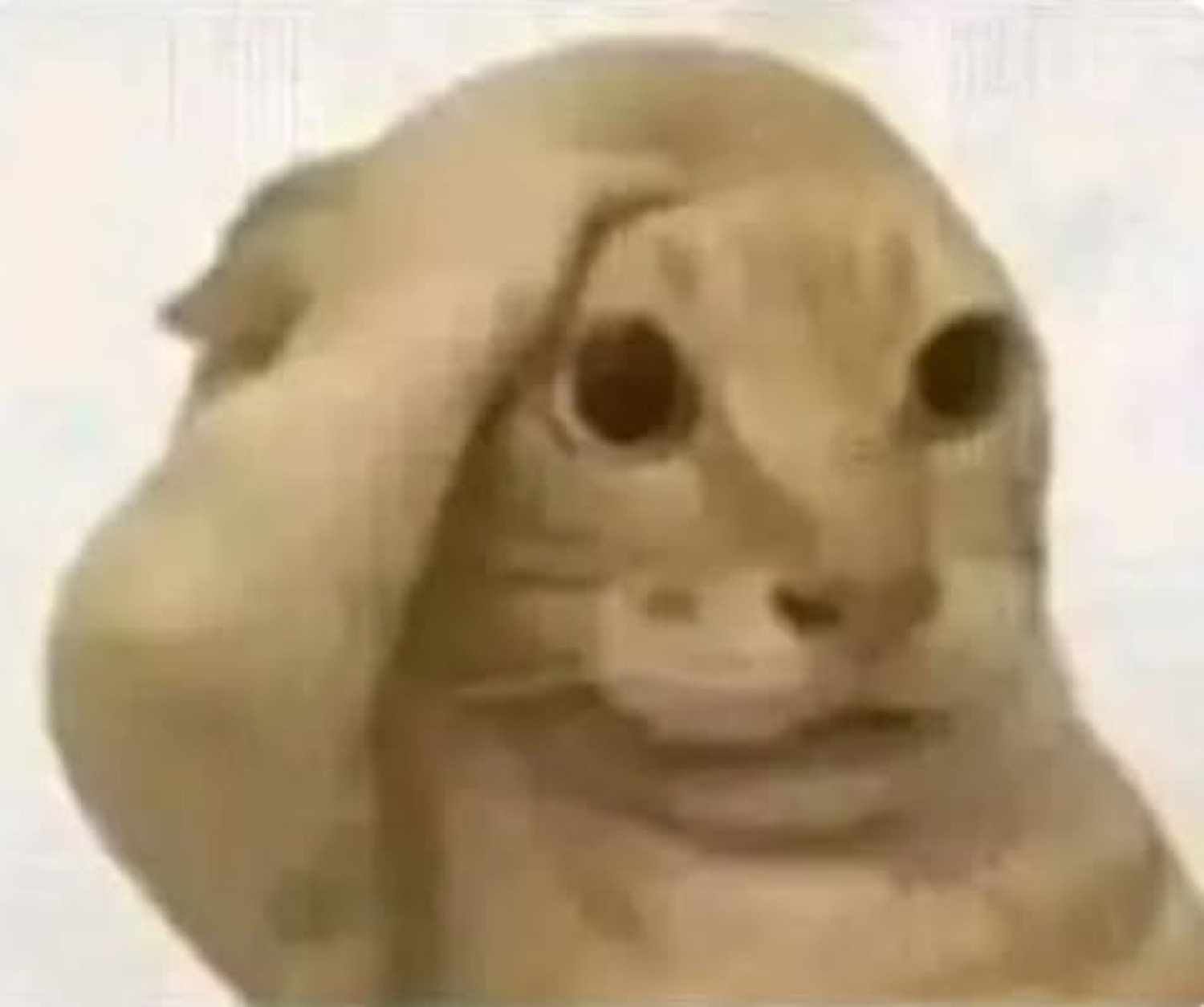 Distorted low-res cat face with a lopsided, unsettling little smile