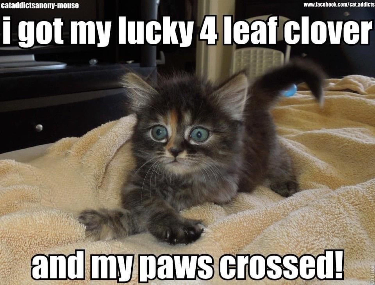 Wide-eyed kitten on a bed: 'i got my lucky 4 leaf clover and my paws crossed!'
