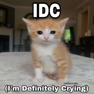 Teary-eyed orange kitten captioned 'IDC (I'm Definitely Crying)'